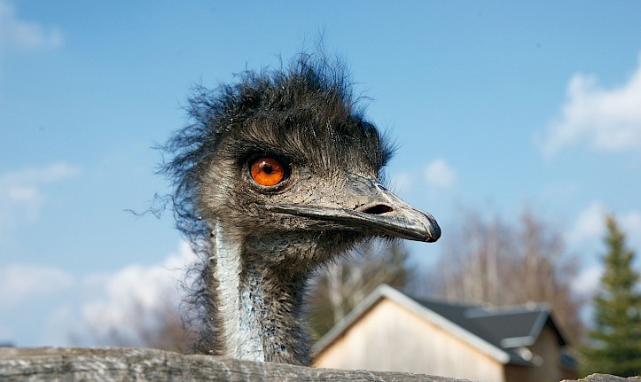 Tierpark Falkenstein, Emu